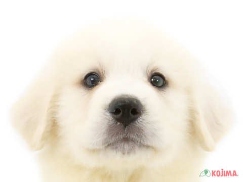 東京都のグレートピレニーズ (コジマ国分寺店/2024年3月30日生まれ/女の子/ホワイト)の子犬