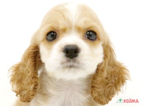 千葉県のアメリカンコッカースパニエル (コジマアリオ市原店/2024年3月31日生まれ/男の子/バフホワイト)の子犬