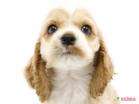 東京都のアメリカンコッカースパニエル (コジマアリオ葛西店/2024年3月31日生まれ/男の子/バフホワイト)の子犬