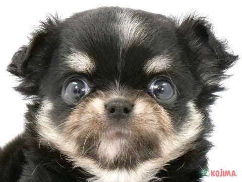 東京都のチワワ(ロング) (コジマ六本木店/2024年3月29日生まれ/女の子/ブラックホワイトタン)の子犬