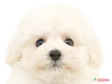 東京都のトイプードル(トイ) (コジマ木場店/2024年4月1日生まれ/男の子/ホワイト)の子犬