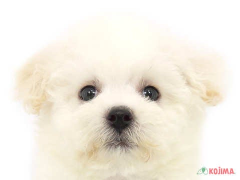 茨城県のビションフリーゼ (コジマイーアスつくば店/2024年3月30日生まれ/女の子/ホワイト)の子犬