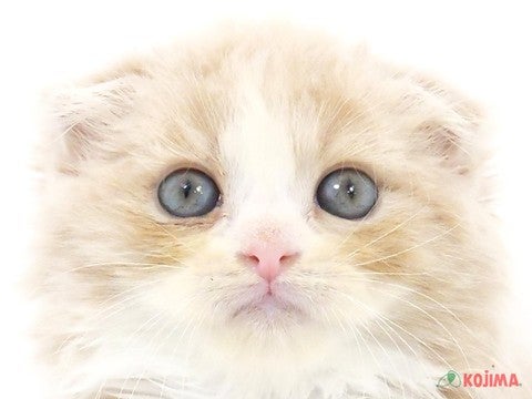 千葉県のスコティッシュフォールド (コジマ四街道店/2024年3月31日生まれ/男の子/クリームタビーホワイト)の子猫