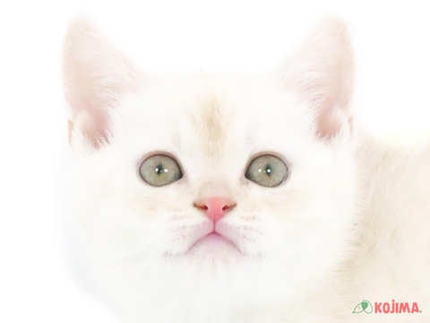 東京都のマンチカン (コジマソコラ用賀店/2024年4月1日生まれ/男の子/クリームタビー)の子猫