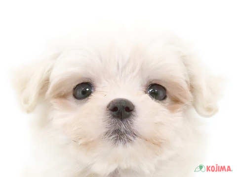 東京都のマルチーズ (コジマ木場店/2024年3月30日生まれ/女の子/ホワイト)の子犬