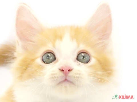 東京都のメインクーン (コジマ木場店/2024年3月31日生まれ/男の子/レッドタビーホワイト)の子猫