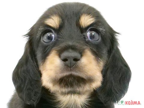 神奈川県のミニチュアダックスフンド(ロング) (コジマアリオ橋本店/2024年3月30日生まれ/女の子/ブラックタン)の子犬