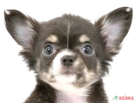 千葉県のチワワ(ロング) (コジマアリオ蘇我店/2024年4月1日生まれ/女の子/ブラックタンホワイト)の子犬