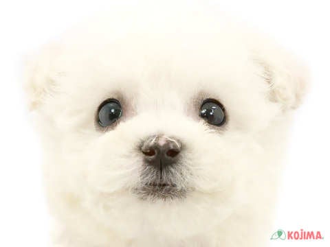 埼玉県のビションフリーゼ (コジマニトリ川越店/2024年3月26日生まれ/男の子/ホワイト)の子犬