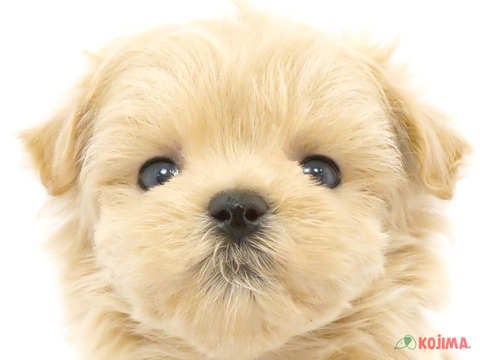 東京都のマルプー(マルチーズ×プードル) (コジマアリオ北砂店/2024年4月2日生まれ/男の子/アプリコット)の子犬