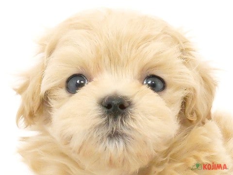 東京都のマルプー(マルチーズ×プードル) (コジマアリオ北砂店/2024年3月31日生まれ/女の子/アプリコット)の子犬