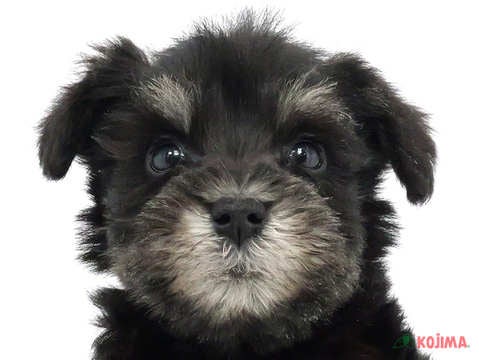 東京都のミニチュアシュナウザー (コジマ国立店/2024年3月31日生まれ/男の子/ブラックシルバー)の子犬