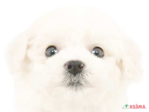 千葉県のビションフリーゼ (コジマアリオ蘇我店/2024年3月27日生まれ/男の子/ホワイト)の子犬