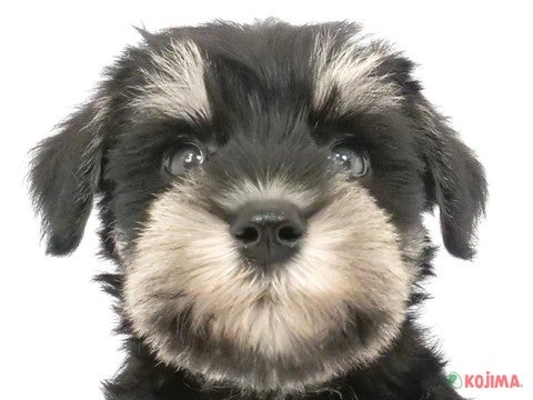東京都のミニチュアシュナウザー (コジマ木場店/2024年4月2日生まれ/女の子/ブラックシルバー)の子犬