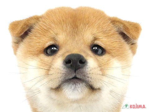 神奈川県の柴犬(標準サイズ) (コジマベイタウン横浜本牧店/2024年4月2日生まれ/女の子/赤)の子犬