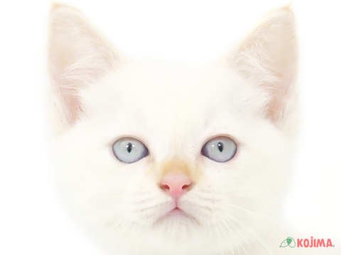 東京都のマンチカン (コジマ練馬店/2024年4月1日生まれ/男の子/ホワイトクリーム)の子猫