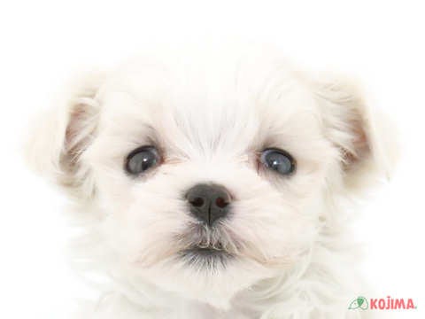 茨城県のマルチーズ (コジマイーアスつくば店/2024年3月29日生まれ/男の子/ホワイト)の子犬