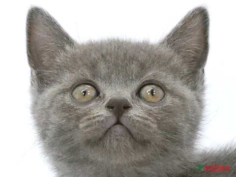埼玉県のブリティッシュショートヘアー (コジマ大宮店/2024年4月2日生まれ/女の子/ブルー)の子猫
