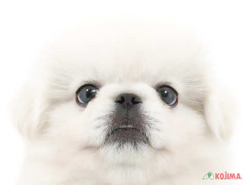 東京都のペキニーズ (コジマ国領店/2024年3月24日生まれ/男の子/ホワイト)の子犬