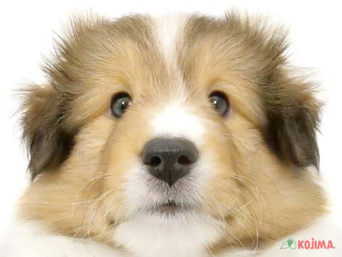 東京都のシェットランドシープドッグ (コジマアリオ北砂店/2024年4月2日生まれ/男の子/セーブルホワイト)の子犬