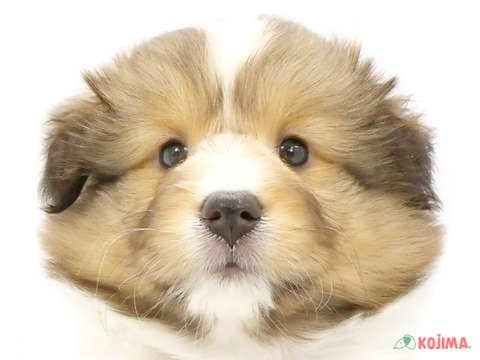 神奈川県のシェットランドシープドッグ (コジマ横浜青葉店/2024年4月2日生まれ/女の子/セーブルホワイト)の子犬