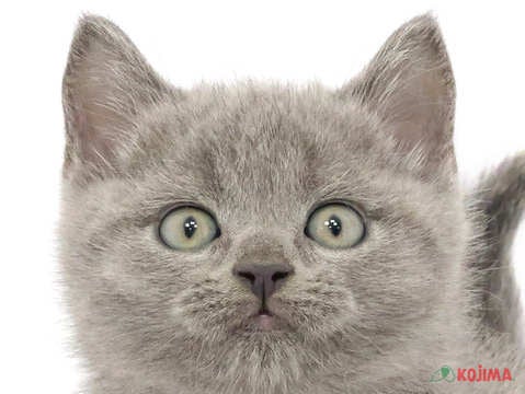東京都のブリティッシュショートヘアー (コジマアリオ西新井店/2024年4月2日生まれ/男の子/ブルー)の子猫