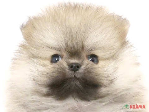 東京都のポメラニアン (コジマGRAND亀戸店/2024年4月1日生まれ/男の子/ウルフセーブル)の子犬
