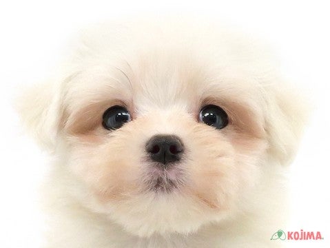 埼玉県のマルチーズ (コジマ戸田公園店/2024年3月30日生まれ/男の子/ホワイト)の子犬