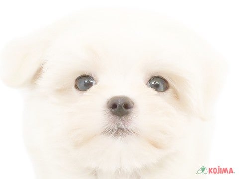 東京都のマルチーズ (コジマ練馬店/2024年3月30日生まれ/男の子/ホワイト)の子犬