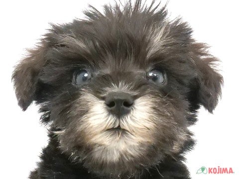 茨城県のミニチュアシュナウザー (コジマイーアスつくば店/2024年4月1日生まれ/男の子/ブラックシルバー)の子犬