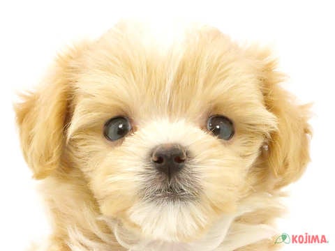 東京都のマルプー(マルチーズ×プードル) (コジマGRAND亀戸店/2024年4月1日生まれ/男の子/アプリコット)の子犬
