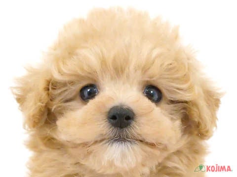 東京都のマルプー(マルチーズ×プードル) (コジマソコラ用賀店/2024年3月31日生まれ/男の子/アプリコットホワイト)の子犬