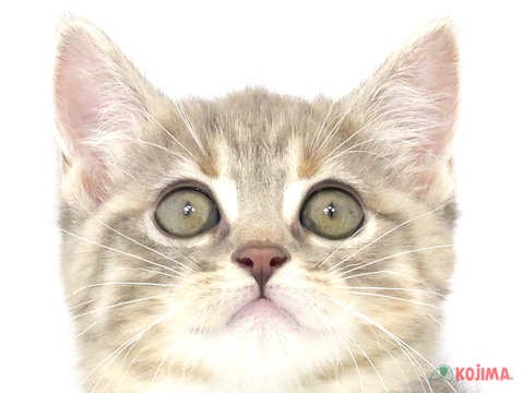 茨城県のマンチカン (コジマイーアスつくば店/2024年3月25日生まれ/女の子/シルバーパッチドタビーホワイト)の子猫
