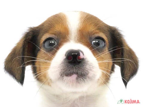 神奈川県のジャックラッセルテリア (コジマ横浜青葉店/2024年3月30日生まれ/女の子/ホワイトタン)の子犬