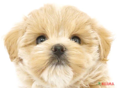 千葉県のマルプー(マルチーズ×プードル) (コジマウエルケアセンター/2024年4月2日生まれ/男の子/クリームホワイト)の子犬