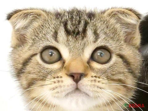 埼玉県のスコティッシュフォールド (コジマニトリ川越店/2024年3月28日生まれ/男の子/ブラウンタビー)の子猫