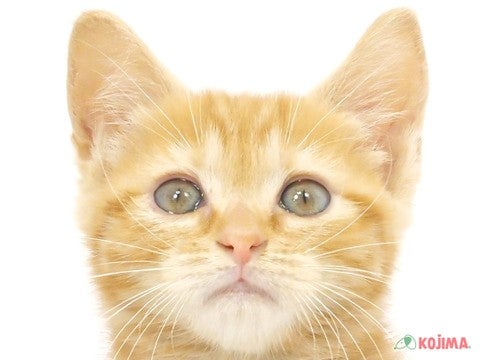 東京都のスコティッシュストレート (コジマアリオ葛西店/2024年3月26日生まれ/女の子/レッドタビー)の子猫