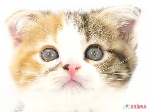千葉県のスコティッシュフォールド (コジマウエルケアセンター/2024年4月3日生まれ/女の子/ブラウンパッチドタビーホワイト)の子猫