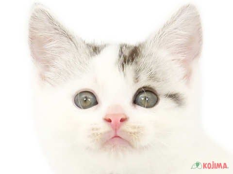 千葉県のスコティッシュストレート (コジマウエルケアセンター/2024年4月3日生まれ/男の子/シルバータビーホワイト)の子猫