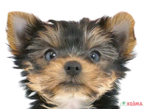 千葉県のヨークシャーテリア (コジマウエルケアセンター/2024年4月3日生まれ/女の子/スチールブルータン)の子犬