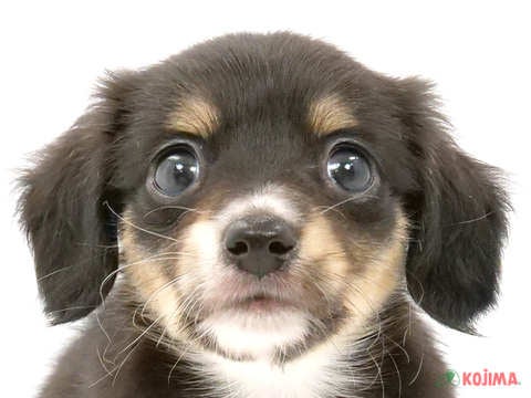 千葉県のチワックス(チワワ×ダックス) (コジマウエルケアセンター/2024年4月3日生まれ/男の子/ブラックタンホワイト)の子犬