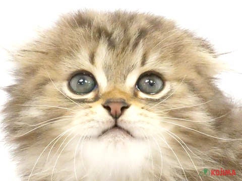 千葉県のスコティッシュフォールド (コジマウエルケアセンター/2024年4月2日生まれ/男の子/ブラウンタビー)の子猫