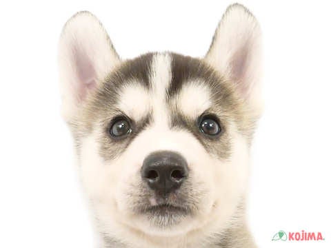 千葉県のシベリアンハスキー (コジマ四街道店/2024年4月2日生まれ/男の子/ブラックホワイト)の子犬