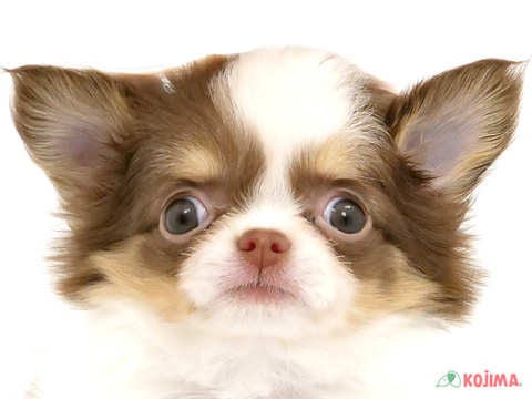 東京都のチワワ(ロング) (コジマソコラ用賀店/2024年3月31日生まれ/女の子/ホワイトチョコレートタン)の子犬