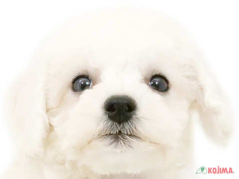 東京都のビションフリーゼ (コジマ高井戸店/2024年4月1日生まれ/男の子/ホワイト)の子犬