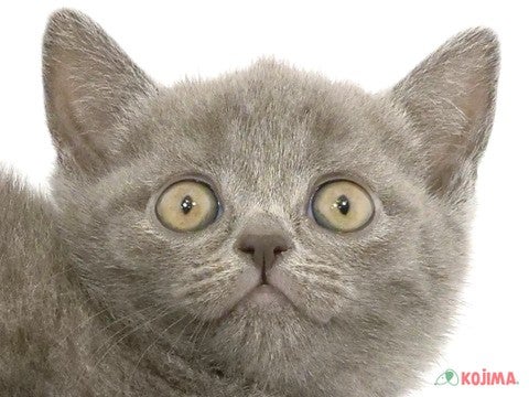 東京都のブリティッシュショートヘアー (コジマ板橋店/2024年4月2日生まれ/女の子/ブルー)の子猫