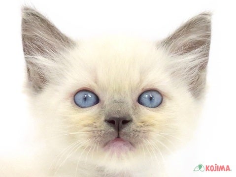 埼玉県のラグドール (コジマ浦和店/2024年3月31日生まれ/男の子/ブルーポイント)の子猫