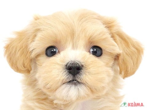 東京都のマルプー(マルチーズ×プードル) (コジマ国立店/2024年4月1日生まれ/女の子/アプリコット)の子犬