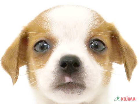 茨城県のジャックラッセルテリア (コジマイーアスつくば店/2024年3月30日生まれ/男の子/ホワイトタン)の子犬