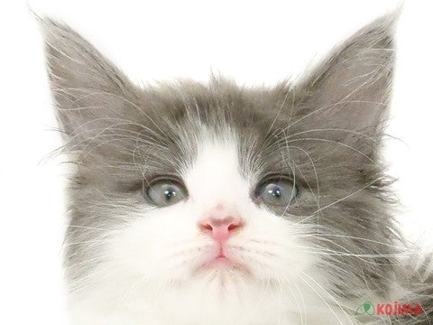 東京都のノルウェージャンフォレストキャット (コジマ木場店/2024年4月2日生まれ/女の子/シルバータビーホワイト)の子猫